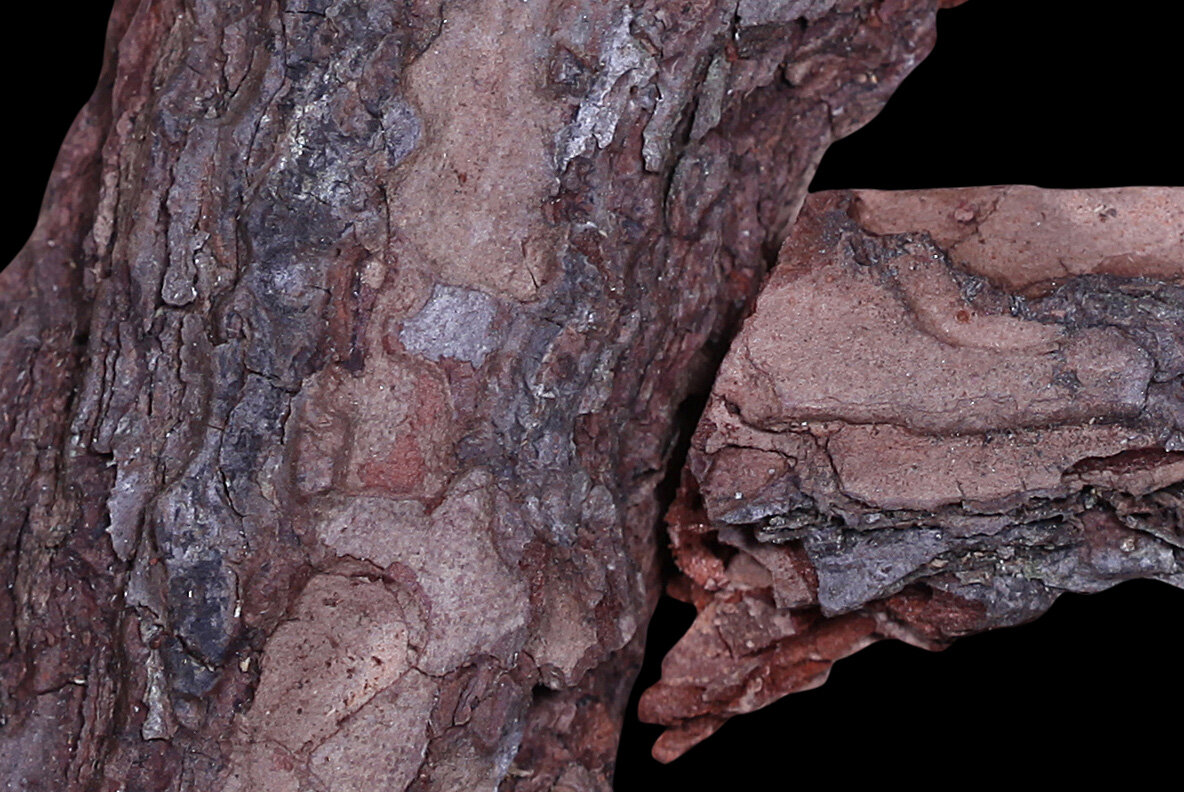 Close crop of the Bark Font showing overlapping scales, deep fissures and lichen