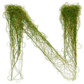 Wire Green Typeface
