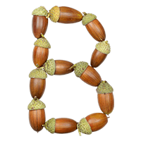 Acorns Font B