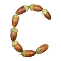 Acorns Font C