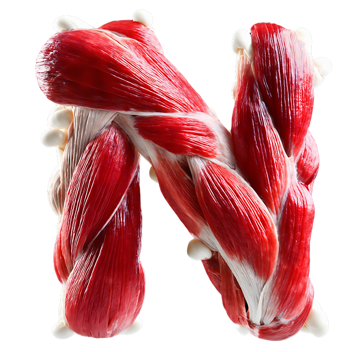 Muscles alphabet